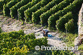 La vendemmia ai Giardini Arimei a Panza 4