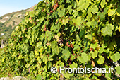 La vendemmia ai Giardini Arimei a Panza 11