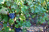 La vendemmia ai Giardini Arimei a Panza 24