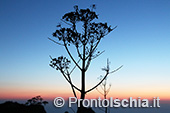 Ischia al tramonto, i più belli dell'isola 9