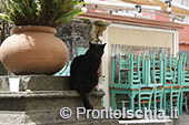 Gli Hotel vicino Ischia Ponte 18