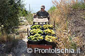 La vendemmia della famiglia Trani a San Pancrazio 8