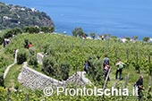 Hiking a Ischia 9